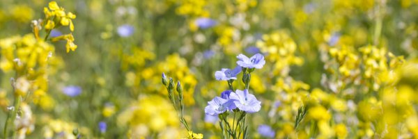 SaskOilseeds Profile Banner