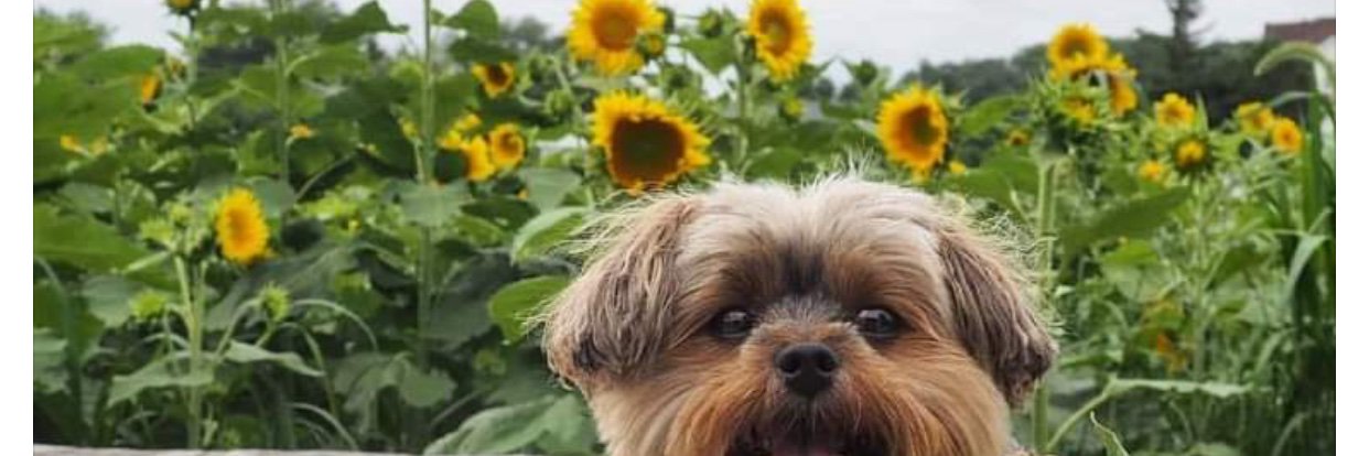 PatriciaFam's profile banner image