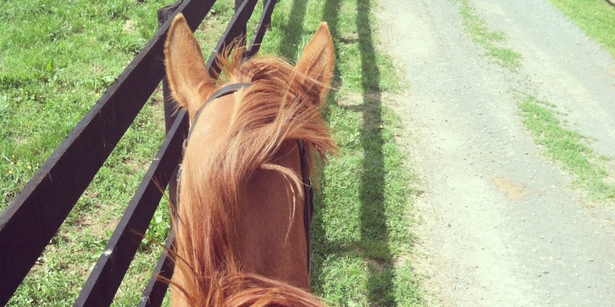 EquineProblems's profile banner image
