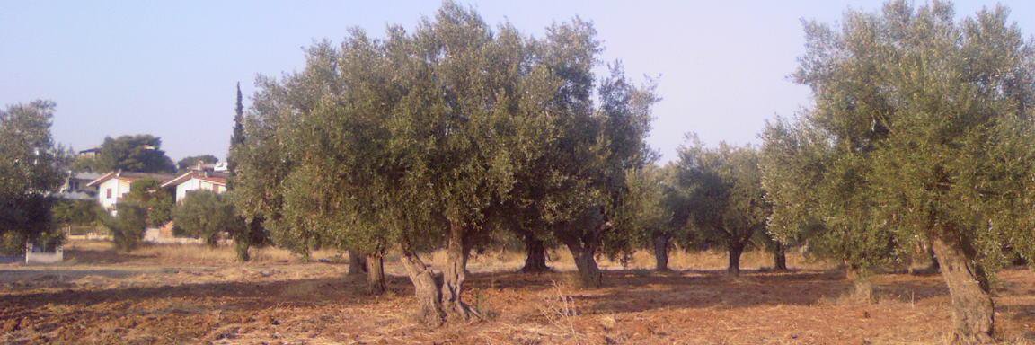 Fotis Mplanis banner
