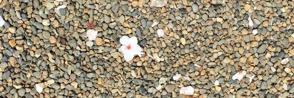 rochelleking Profile Banner