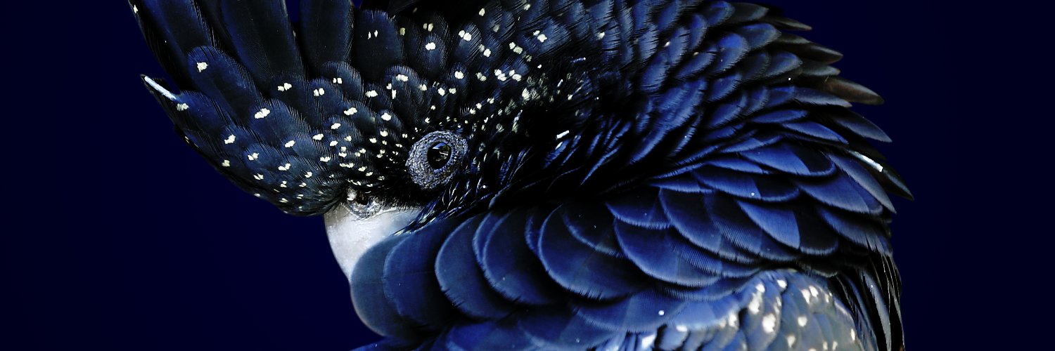 DebiDalio's profile banner image