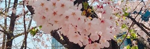 mayascello's profile banner image