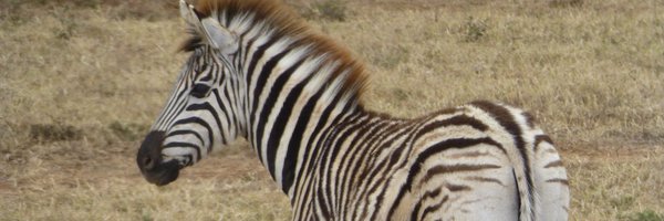 _RachelJames Profile Banner