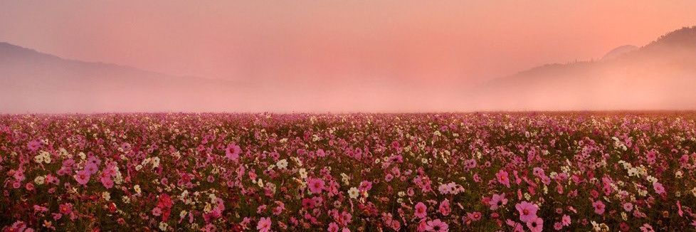 ianacinto's profile banner image