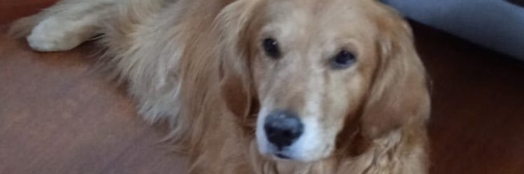 caredigue's profile banner image