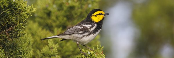 TravisAudubon Profile Banner