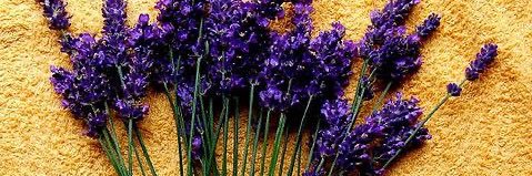 gingersunflower's profile banner image