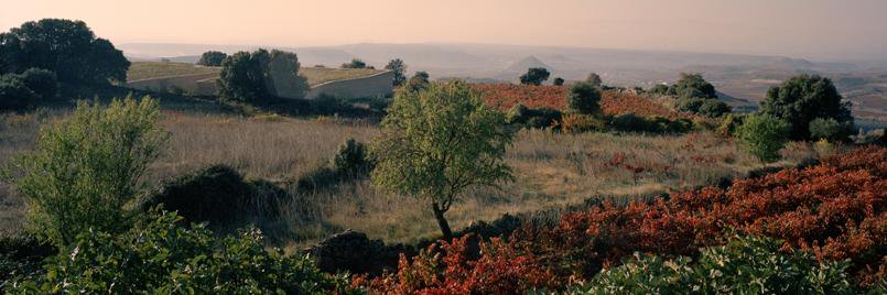 Telmo Rodríguez banner