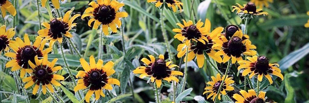 NissaShuron's profile banner image