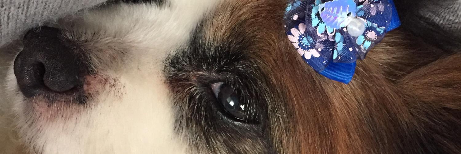 ゆだやん@SAZ banner