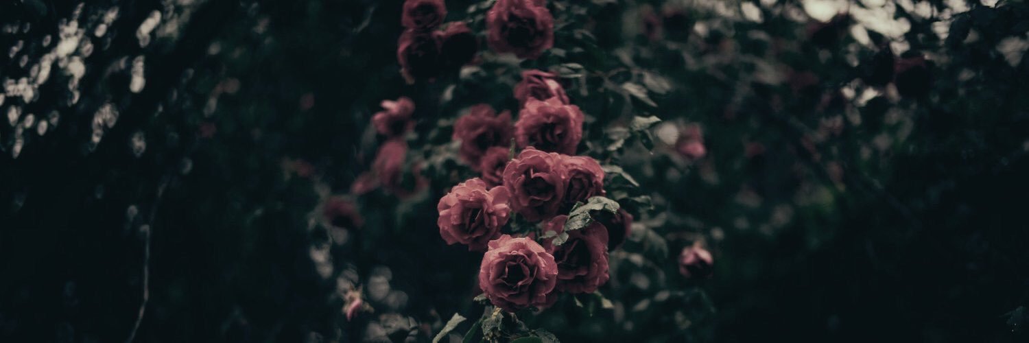DankPacks's profile banner image