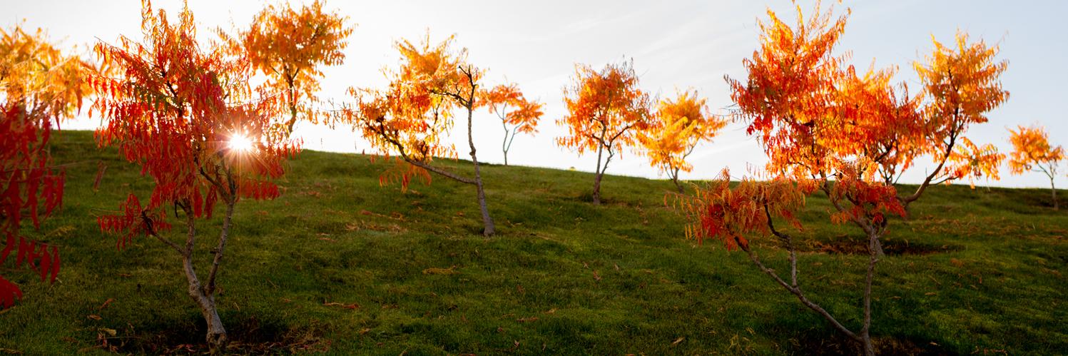 Chris Stenberg banner