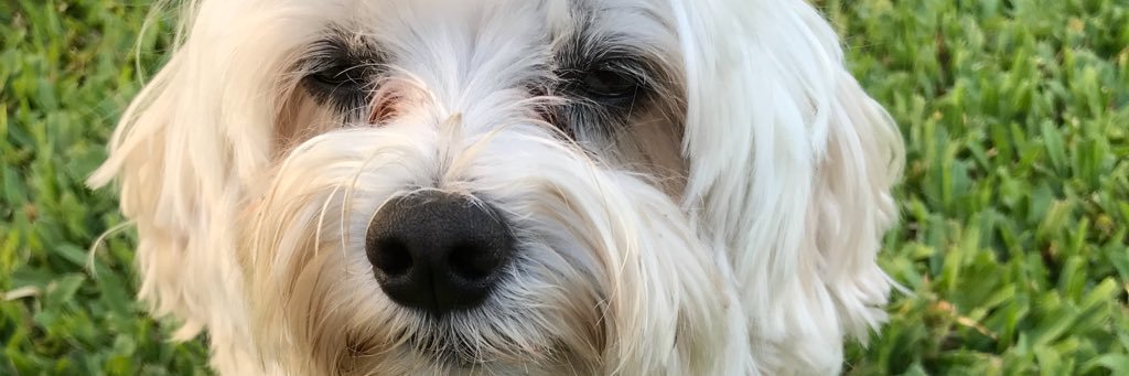 NicolePoggio's profile banner image