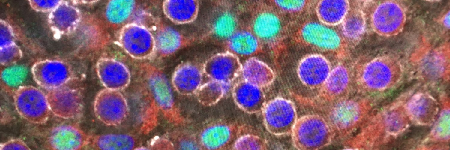 m_scheibinger's profile banner image