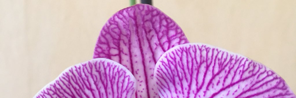 SarahDeBock1's profile banner image