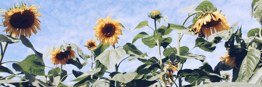 Lisa Daechsel (she/her) banner