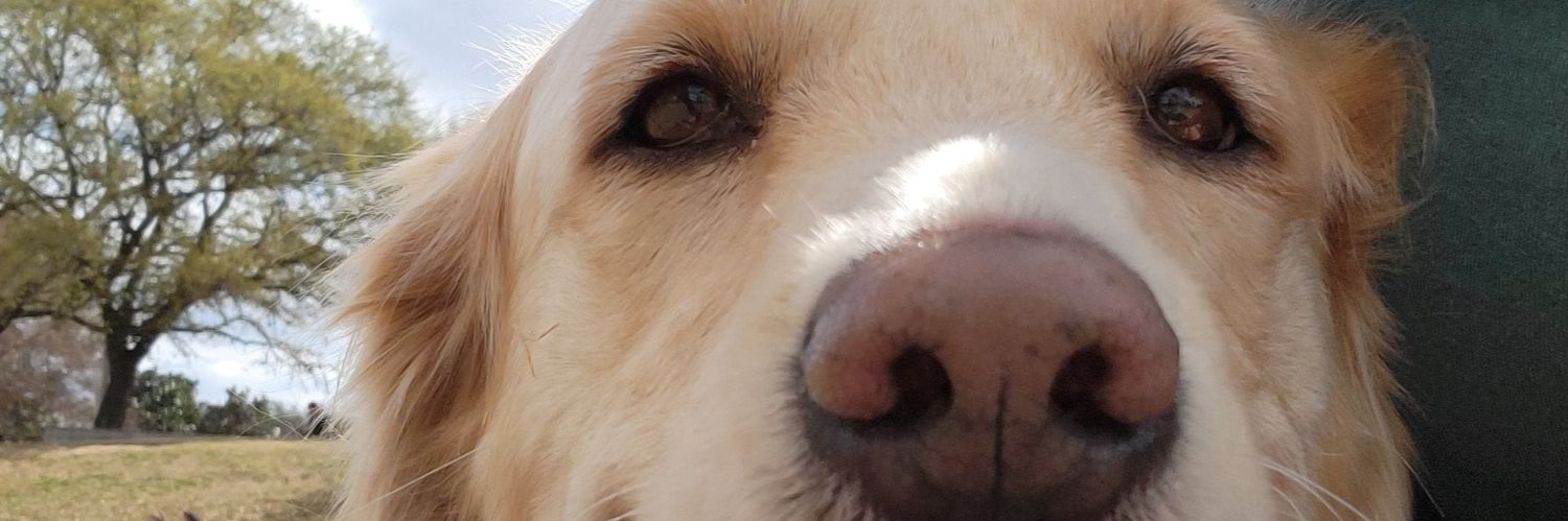 linneafranke's profile banner image