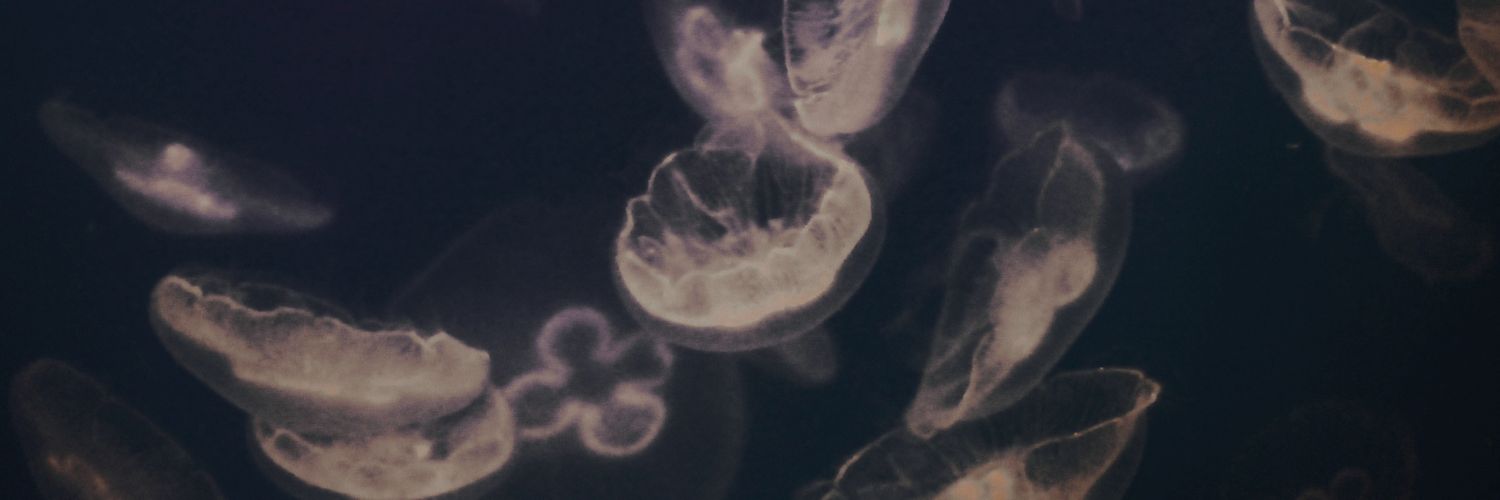 Paegunn's profile banner image