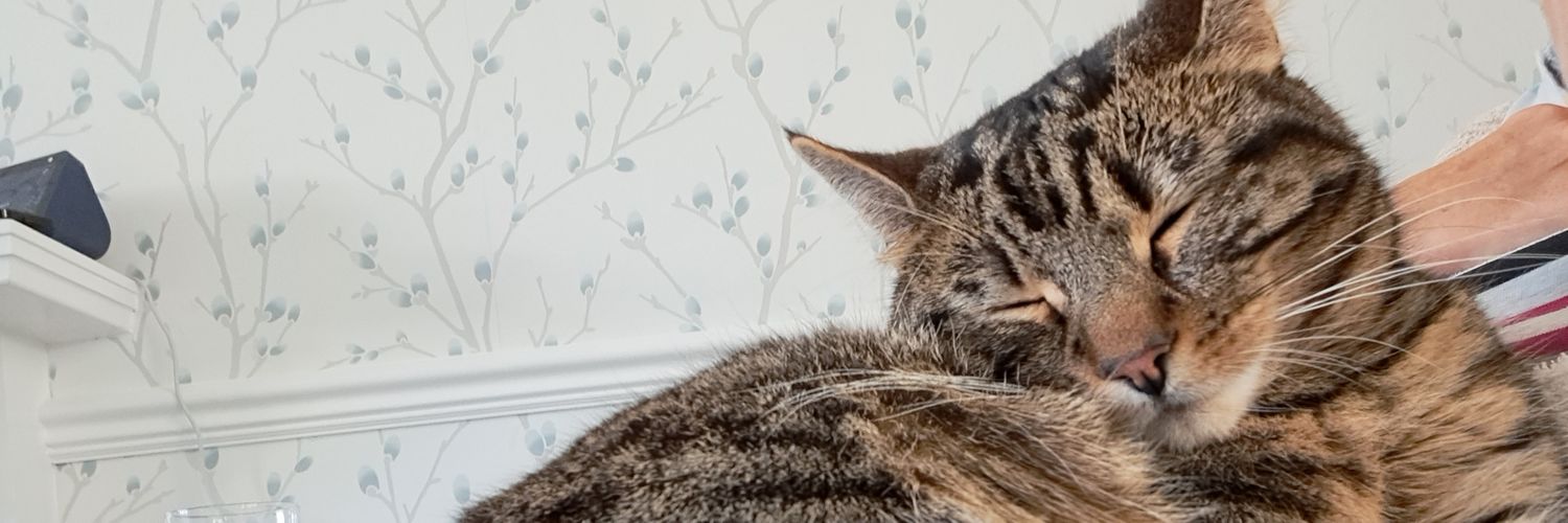 Catnapcorner's profile banner image