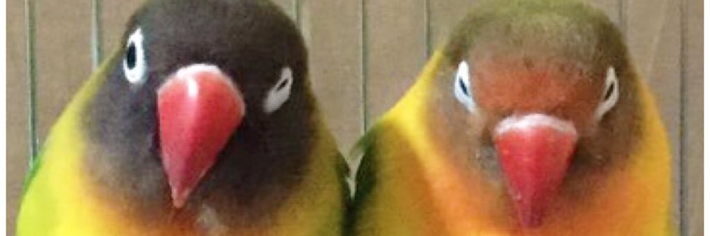 toricoinco's profile banner image