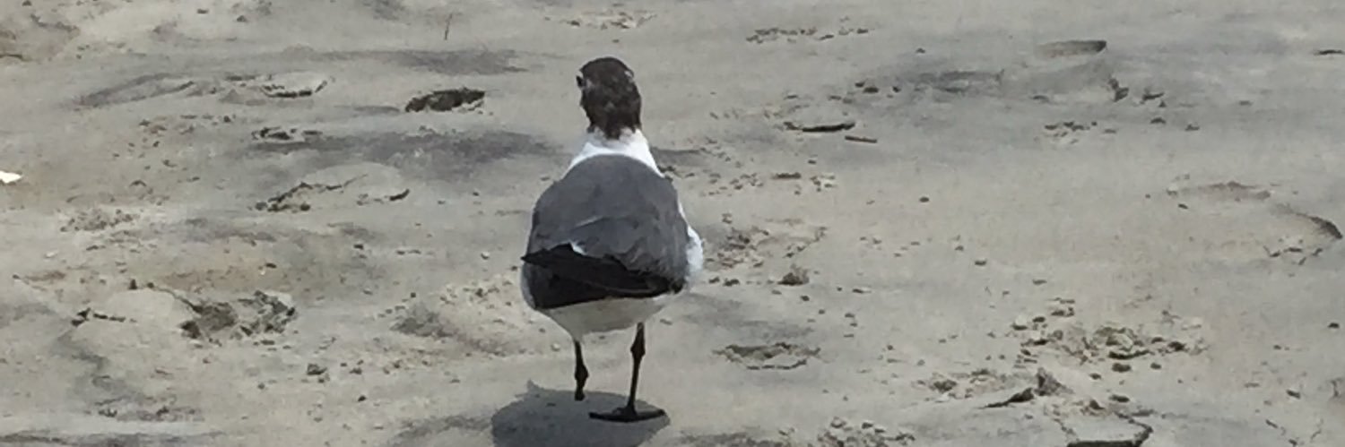 Pine Valley Library banner