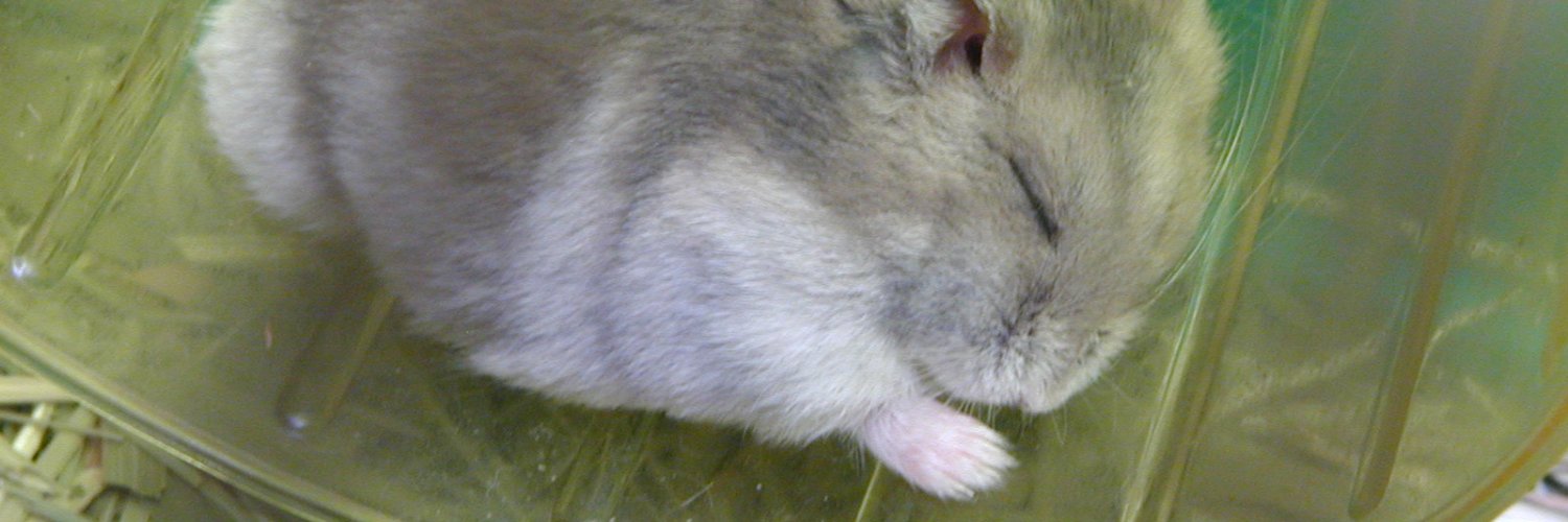 mame_ji's profile banner image