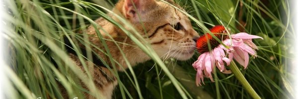 ExoticCatLady Profile Banner