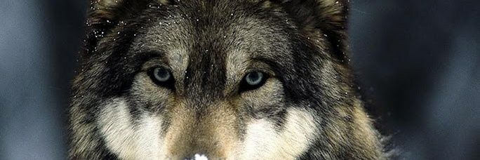 R2Wolfe's profile banner image