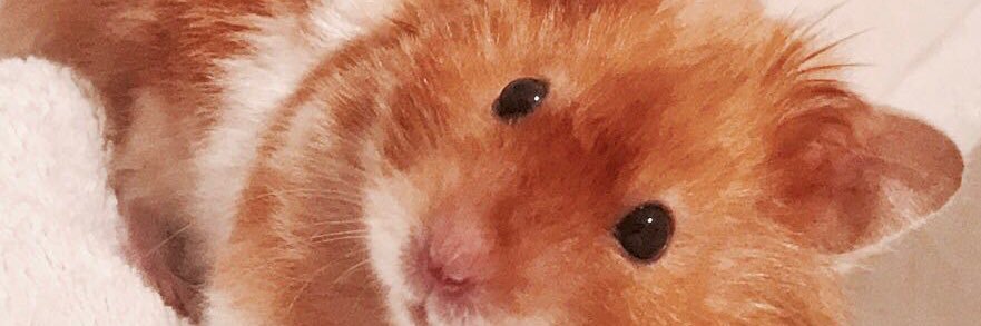 lilocata's profile banner image