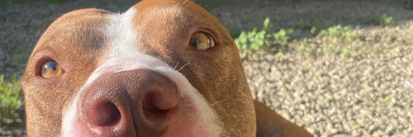 جواو باولو banner