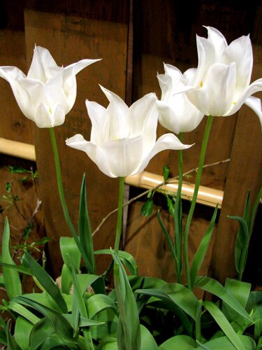 Gloriosa_L's profile banner image