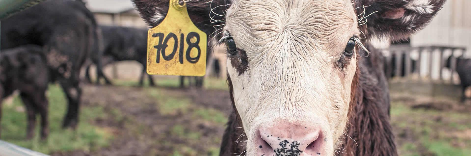 qldbeefexpo's profile banner image