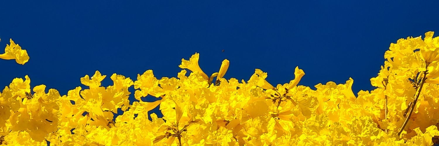 Na_azevedof's profile banner image