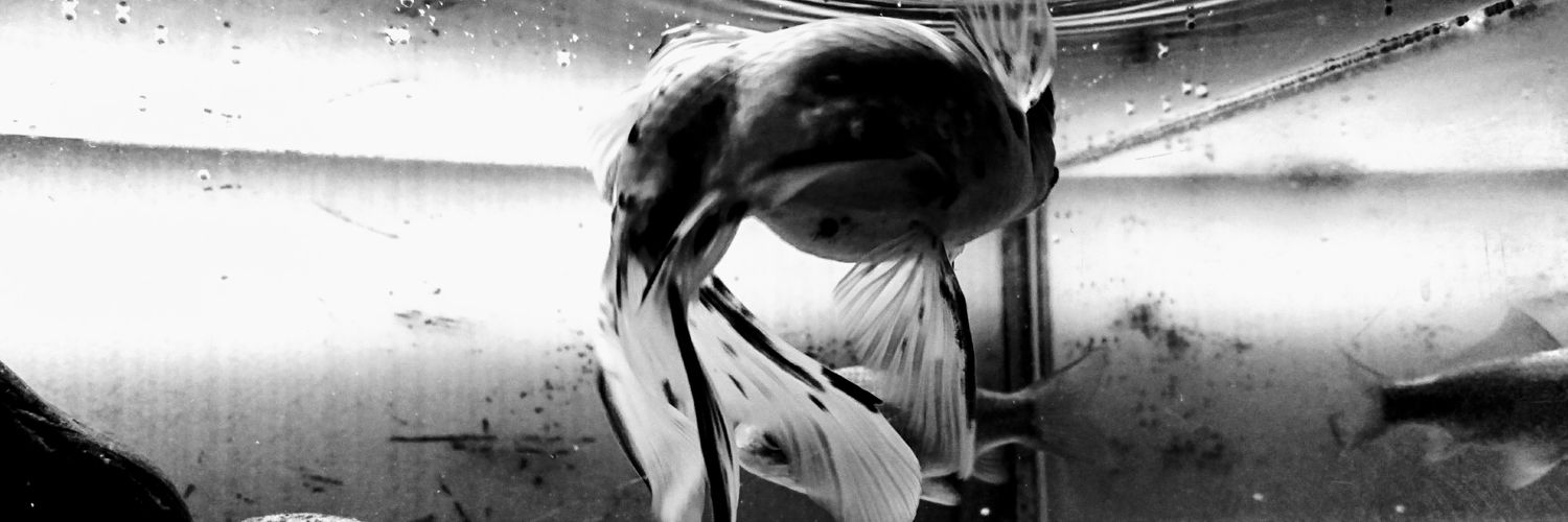 zebracola's profile banner image