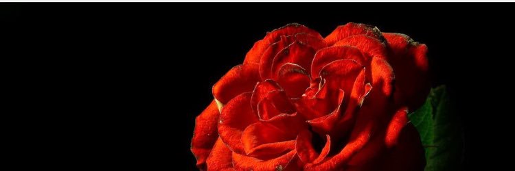 _TheDuchess_'s profile banner image
