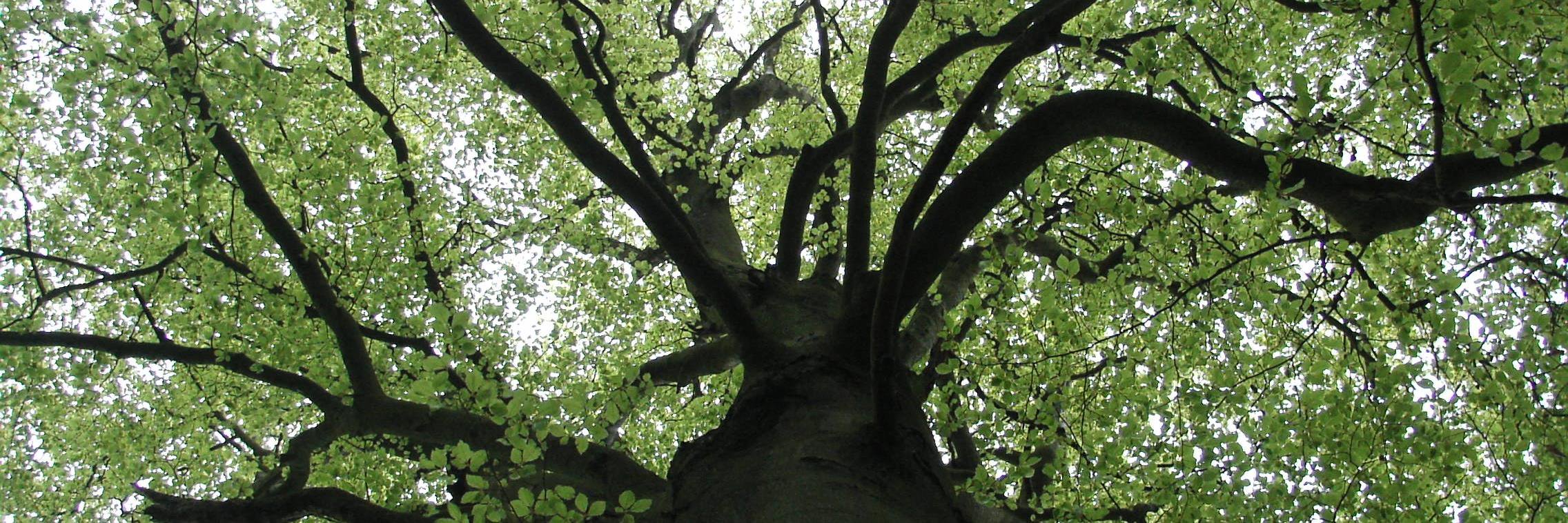 TreeworldUK's profile banner image