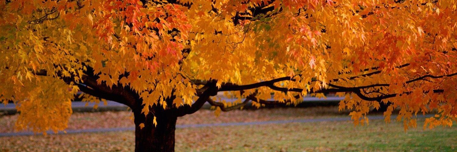 Gerardo Herrera Corral banner