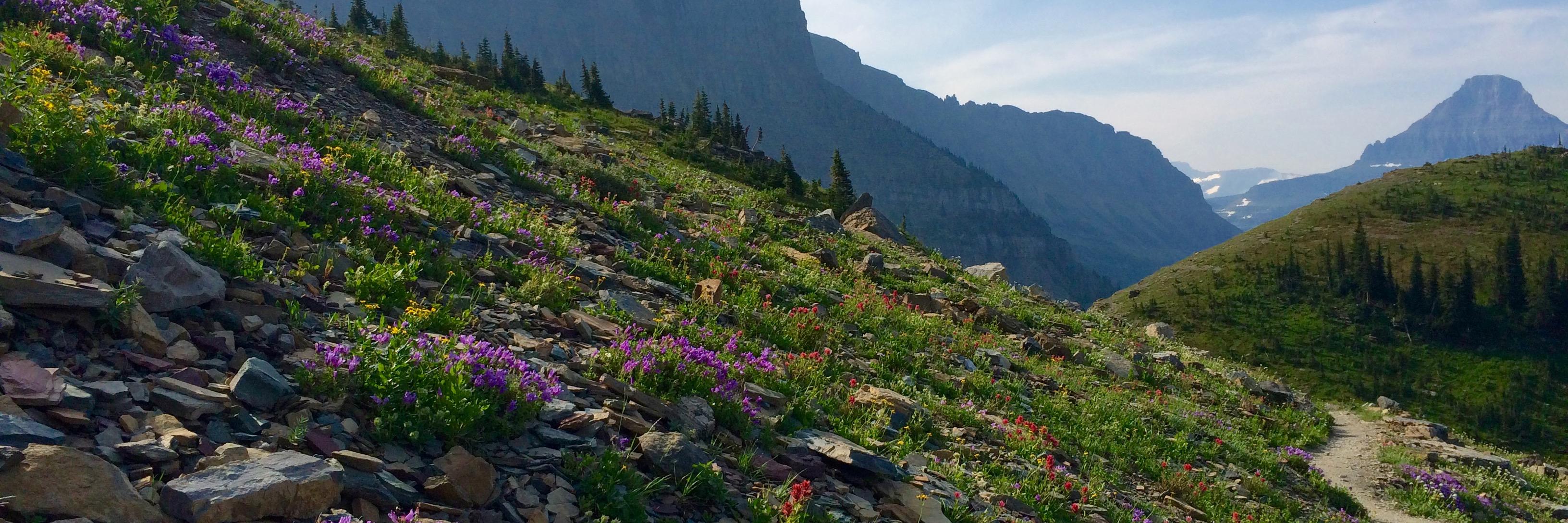 Laura Demanski banner