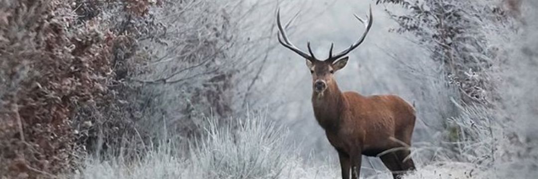 deerphone's profile banner image
