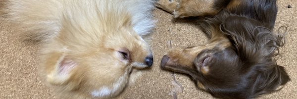 CometComment_ Profile Banner