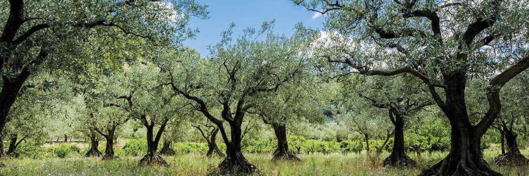 L.Sabrazat banner