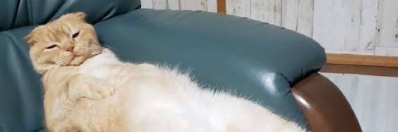 แมวเหวี่ยง banner