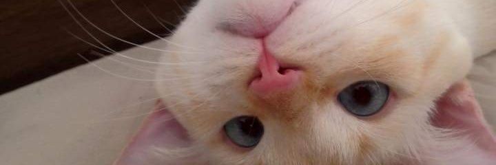 OscarFilhoFas's profile banner image