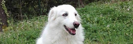 Emiliano Liberati banner