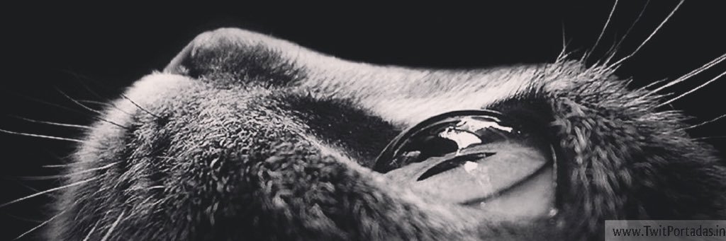 Julycastanedaf's profile banner image