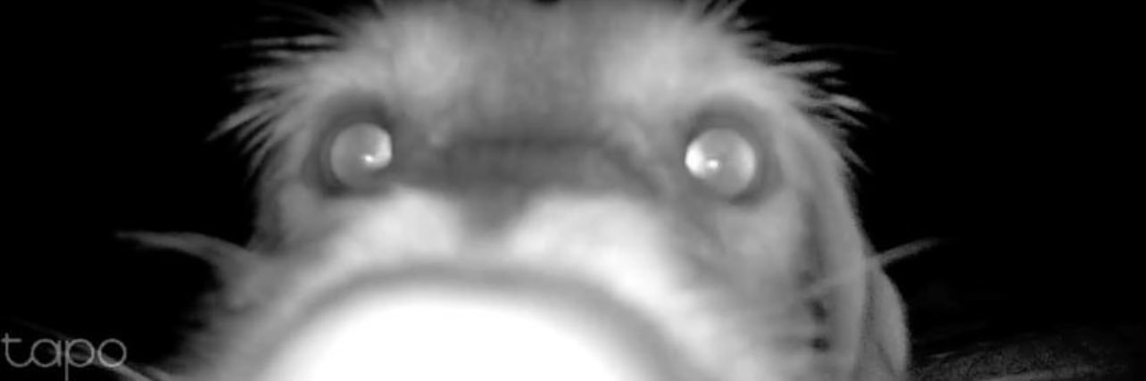 sof banner