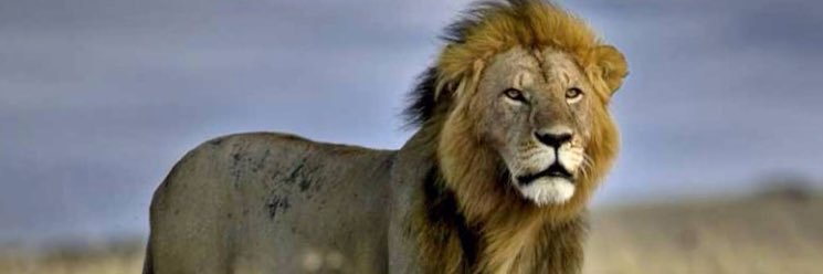 HumaneSocietyNG's profile banner image