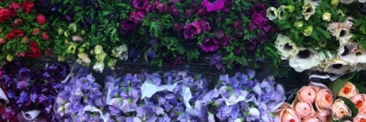 HallerMP's profile banner image