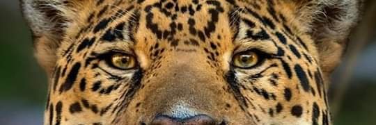 alfredomf1's profile banner image